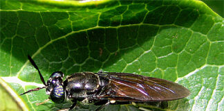 How black soldier farming can change farmers’ fortunes