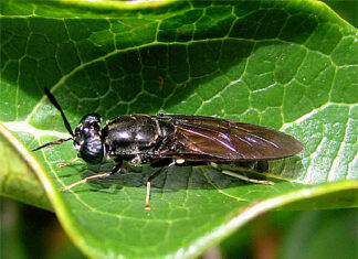 How black soldier farming can change farmers’ fortunes