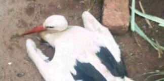 Bird flies from Germany to die in Gusii, Kenya