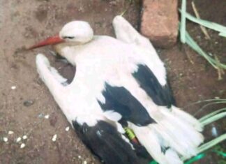 Bird flies from Germany to die in Gusii, Kenya