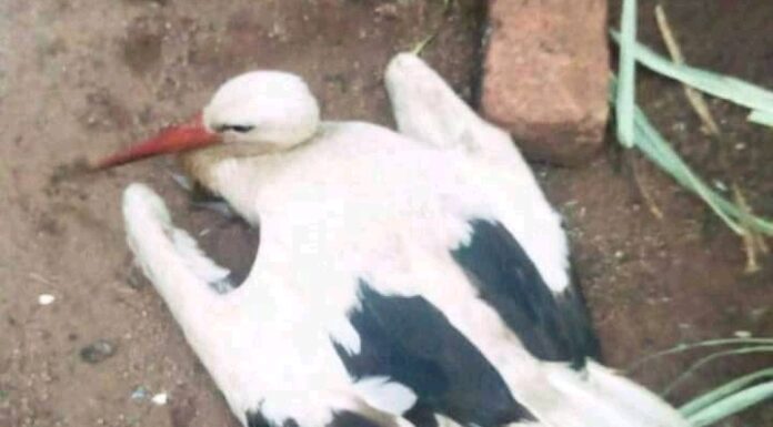 Bird flies from Germany to die in Gusii, Kenya