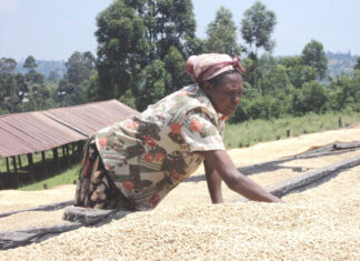 AGRIBUSINESS: Which way coffee sector?