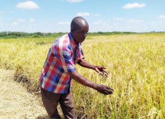 Embrace improved rice varieties for higher productivity, farmers urged