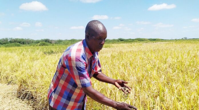 Embrace improved rice varieties for higher productivity, farmers urged