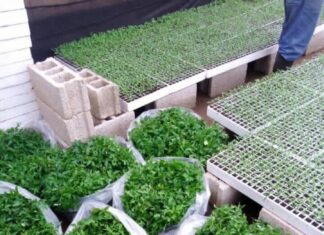 How Celine turned 21 tomato-seedling trays to a tomato plantation Celine's tomato seedlings in sacks, ready for transplanting. Photo/COURTESY