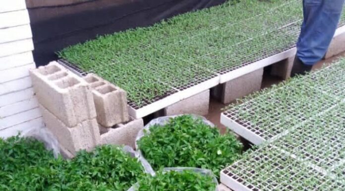 How Celine turned 21 tomato-seedling trays to a tomato plantation Celine's tomato seedlings in sacks, ready for transplanting. Photo/COURTESY