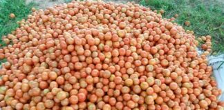 Why Kateta’s Fresh Fields Community Project could be Zambia’s hunger solution Tomatoes, a Fresh Fields Project harvest, run by Kateta and his teenage student-farmers. Photo/ COURTESY