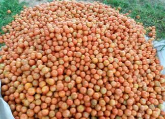 Why Kateta’s Fresh Fields Community Project could be Zambia’s hunger solution Tomatoes, a Fresh Fields Project harvest, run by Kateta and his teenage student-farmers. Photo/ COURTESY
