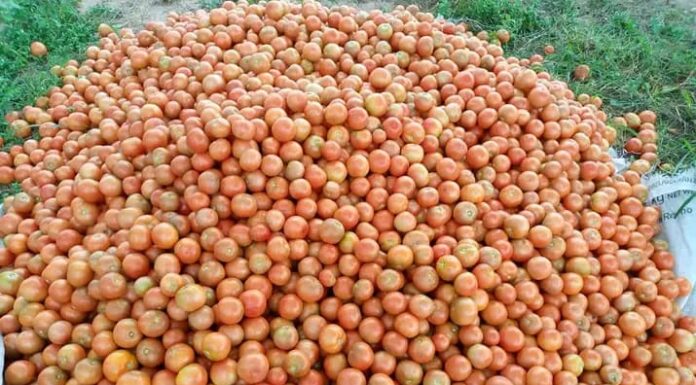 Why Kateta’s Fresh Fields Community Project could be Zambia’s hunger solution Tomatoes, a Fresh Fields Project harvest, run by Kateta and his teenage student-farmers. Photo/ COURTESY