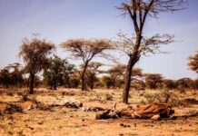 Episodes of climate change-induced drought have been rampant in Kenya. The effect is far-reaching, with thousands of livestock having perished in Mandera, Lodwar, Turkana, Garissa and other hard-hit regions of the country. PHOTO/Courtesy.