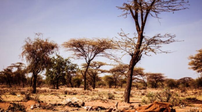 Climate Change: Current and future ramifications in Kenya Episodes of climate change-induced drought have been rampant in Kenya. The effect is far-reaching, with thousands of livestock having perished in Mandera, Lodwar, Turkana, Garissa and other hard-hit regions of the country. PHOTO/Courtesy.