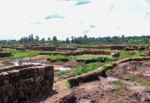 Photo of a section of Sironga wetlands in Nyamira County, where the wetland mining business is thriving as they continue getting exhausted. PHOTO/Arnold Ageta, The Scholar Media Africa.