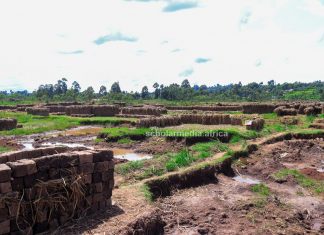 Alarm as wetlands in Nyamira dwindle Photo of a section of Sironga wetlands in Nyamira County, where the wetland mining business is thriving as they continue getting exhausted. PHOTO/Arnold Ageta, The Scholar Media Africa.