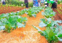 Modern kale farming method model at one of the Bosinya Women CBO farms in Ebate. These new methods are bearing huge yields and changing their lives. PHOTO/Arnold Ageta, The Scholar Media Africa.