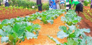 Rural women reaping big through modern farming technologies Modern kale farming method model at one of the Bosinya Women CBO farms in Ebate. These new methods are bearing huge yields and changing their lives. PHOTO/Arnold Ageta, The Scholar Media Africa.