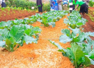 Rural women reaping big through modern farming technologies Modern kale farming method model at one of the Bosinya Women CBO farms in Ebate. These new methods are bearing huge yields and changing their lives. PHOTO/Arnold Ageta, The Scholar Media Africa.