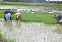Rice farmers from Bunyala have continued to gain from rice farming, and request the government to furnish them with essential machinery for better farming and harvesting. PHOTO/Courtesy.