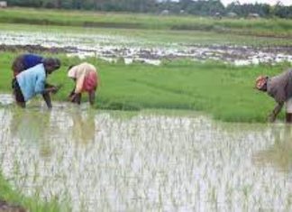 AGRIBUSINESS: How rice farming is improving Budalangi residents’ livelihoods Rice farmers from Bunyala have continued to gain from rice farming, and request the government to furnish them with essential machinery for better farming and harvesting. PHOTO/Courtesy.