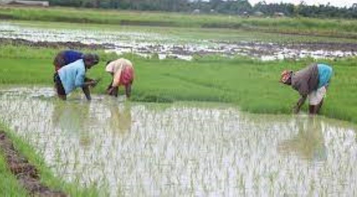 AGRIBUSINESS: How rice farming is improving Budalangi residents’ livelihoods Rice farmers from Bunyala have continued to gain from rice farming, and request the government to furnish them with essential machinery for better farming and harvesting. PHOTO/Courtesy.