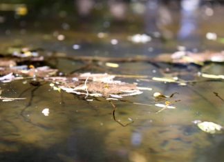 Lang Lang, little-known ‘crying stone’ showering Baringo residents The naturally-heated waters at the Lang Lang Forest in Baringo County. PHOTO/Janet Kiriswo, The Scholar Media Africa.