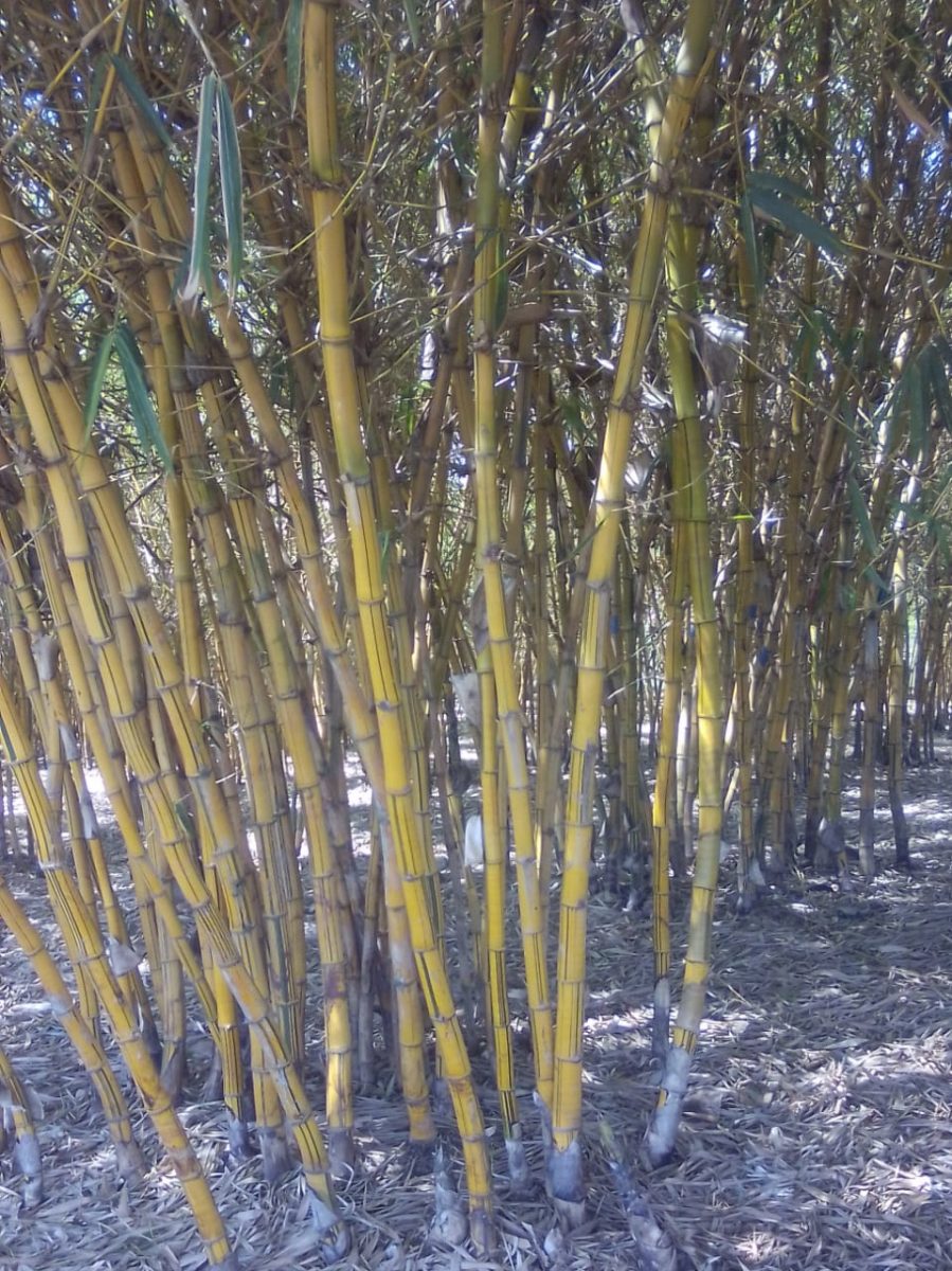 Mature bamboo trees at Magonja's farm. PHOTO/Gilbert Ochieng, Scholar Media Africa.