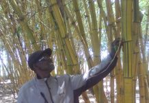 Samuel Magoba holding a mature bamboo plant at his bamboo plant in Budalangi. PHOTO/Gilbert Ochieng, Scholar Media Africa.