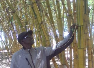 Bamboo farmer says it’s a lucrative business Samuel Magoba holding a mature bamboo plant at his bamboo plant in Budalangi. PHOTO/Gilbert Ochieng, Scholar Media Africa.