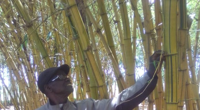 Bamboo farmer says it’s a lucrative business Samuel Magoba holding a mature bamboo plant at his bamboo plant in Budalangi. PHOTO/Gilbert Ochieng, Scholar Media Africa.