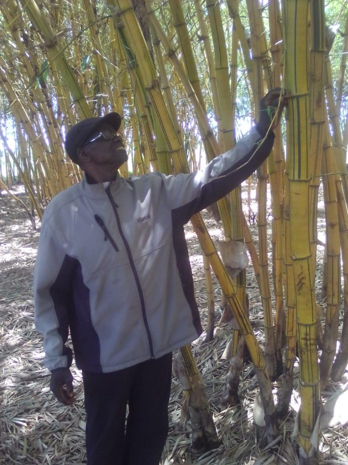 Samuel Magoba holding a mature bamboo plant at his bamboo plant in Budalangi. PHOTO/Gilbert Ochieng, Scholar Media Africa.