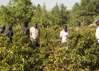 AGRIBUSINESS: New dawn as Uasin Gishu farmers shift to coffee farming Farmers at a coffee farm at Kapseret sub-county, Uasin Gishu county. More farmers in the North Rift Region have turned to coffee farming from maize farming. PHOTO/Edmond Kipngeno, Scholar Media Africa.