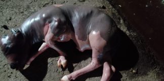 Baringo: Rising bestiality or congenital malformation? The abnormal young one a cow gave birth to in Sobei, Baringo, sometime back. PHOTO/Courtesy.