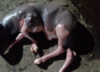Baringo: Rising bestiality or congenital malformation? The abnormal young one a cow gave birth to in Sobei, Baringo, sometime back. PHOTO/Courtesy.