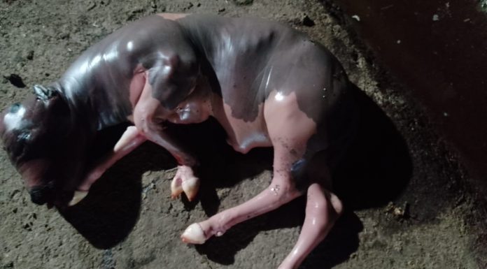 Baringo: Rising bestiality or congenital malformation? The abnormal young one a cow gave birth to in Sobei, Baringo, sometime back. PHOTO/Courtesy.