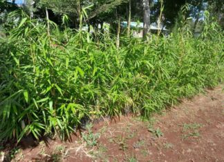 Nyamira residents list measures to counter climate change effects Bamboo trees at a tree nursery in Nyamira. It is one of the alternatives to the water-thirsty eucalyptus, in a bid to combat climate change. PHOTO/Courtesy.