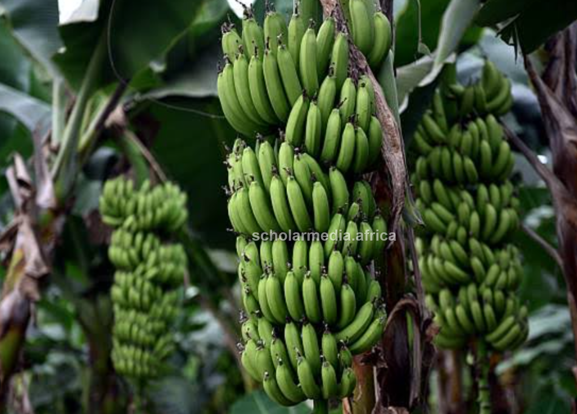 A single banana is called a finger, several of them in alignment are called a hand and the whole collection is a bunch. PHOTO/Samuel Okerosi, Scholar Media Africa. 