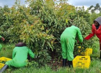 Parachichi Center credited for a shift to avocado farming in Uasin Gishu Workers harvesting avocados at Parachichi Center farm in Uasin Gishu County. Farmers are encouraged to use crates to avoid damage to the fruit. PHOTO/Courtesy.