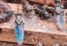 Black Soldier Flies at their pupa stage. Black soldier farming has become common in Kenya, a solution to agribusiness-sensitive challenges to farmers. PHOTO/IDH.