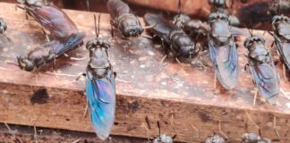 How Zaida is recycling waste into wealth through black soldier farming Black Soldier Flies at their pupa stage. Black soldier farming has become common in Kenya, a solution to agribusiness-sensitive challenges to farmers. PHOTO/IDH.