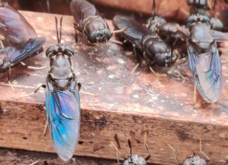 How Zaida is recycling waste into wealth through black soldier farming Black Soldier Flies at their pupa stage. Black soldier farming has become common in Kenya, a solution to agribusiness-sensitive challenges to farmers. PHOTO/IDH.