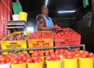 Magdalene’s successful journey from local vendor to owning tomato depot Magdalene Ndung'u, a tomato supplier based in Kisii town. She has three years into the business and says it has been profitable all along. PHOTO/Boaz Khuteka, Scholar Media Africa.