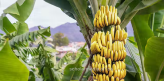 Why banana farming may be Africa’s strategic move to fight hunger Bananas are Africa's staple food in many cultures. Banana farming can reduce hunger in the continent, providing nutritious food. PHOTO/Samuel Okerosi, Scholar Media Africa.