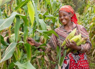 Agriculture and the Kenyan economy: Road to recovery