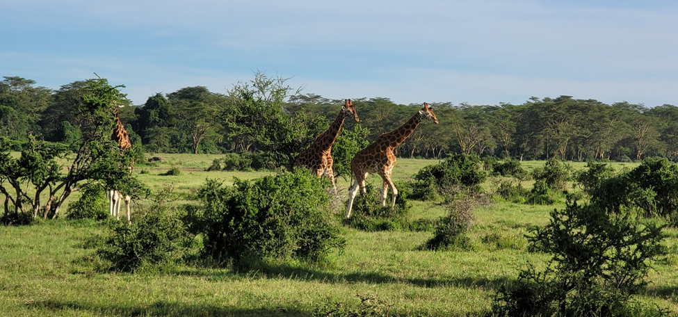 Giraffes at Kenya's Lake Nakuru Game Park. PHOTO/Kefa Otiso.