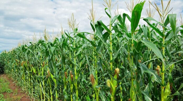 The Unfinished Liberation: Why Food Sovereignty Must Be Kenya’s Next Independence Struggle