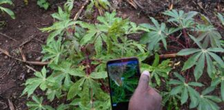 AI in Agriculture: How Kenyan farmers benefit from PlantVillage Nuru app The Nuru App in action. It helps farmers, without using internet, identify diseases and the health conditions of their crops by waving their phone's camera over the crop's leaves while using the app. PHOTO/Courtesy.