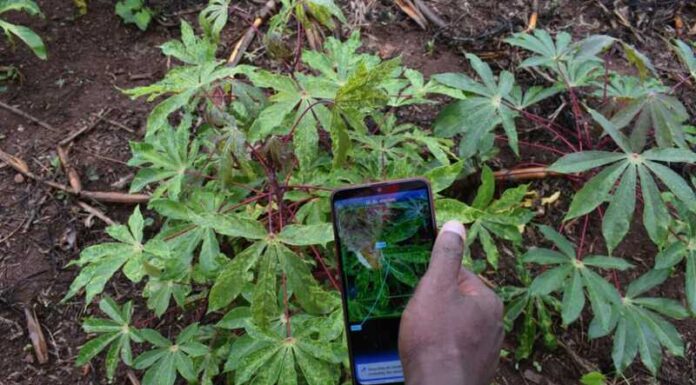 AI in Agriculture: How Kenyan farmers benefit from PlantVillage Nuru app The Nuru App in action. It helps farmers, without using internet, identify diseases and the health conditions of their crops by waving their phone's camera over the crop's leaves while using the app. PHOTO/Courtesy.