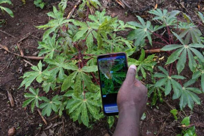 The Nuru App in action. It helps farmers, without using internet, identify diseases and the health conditions of their crops by waving their phone's camera over the crop's leaves while using the app. PHOTO/Courtesy.