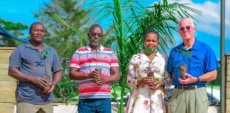 Why diversity and continuity are key in tree planting