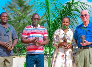 Why diversity and continuity are key in tree planting