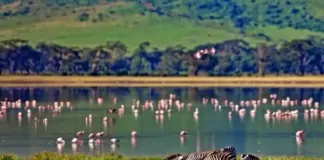 Preserving Paradise: Wildlife laws as pillars of sustainable development in Kenya Kenya is a country rich with wildlife. Integrating conservation objectives into development strategies is key to a sustainable development in Kenya. PHOTO/Travel Triangle.